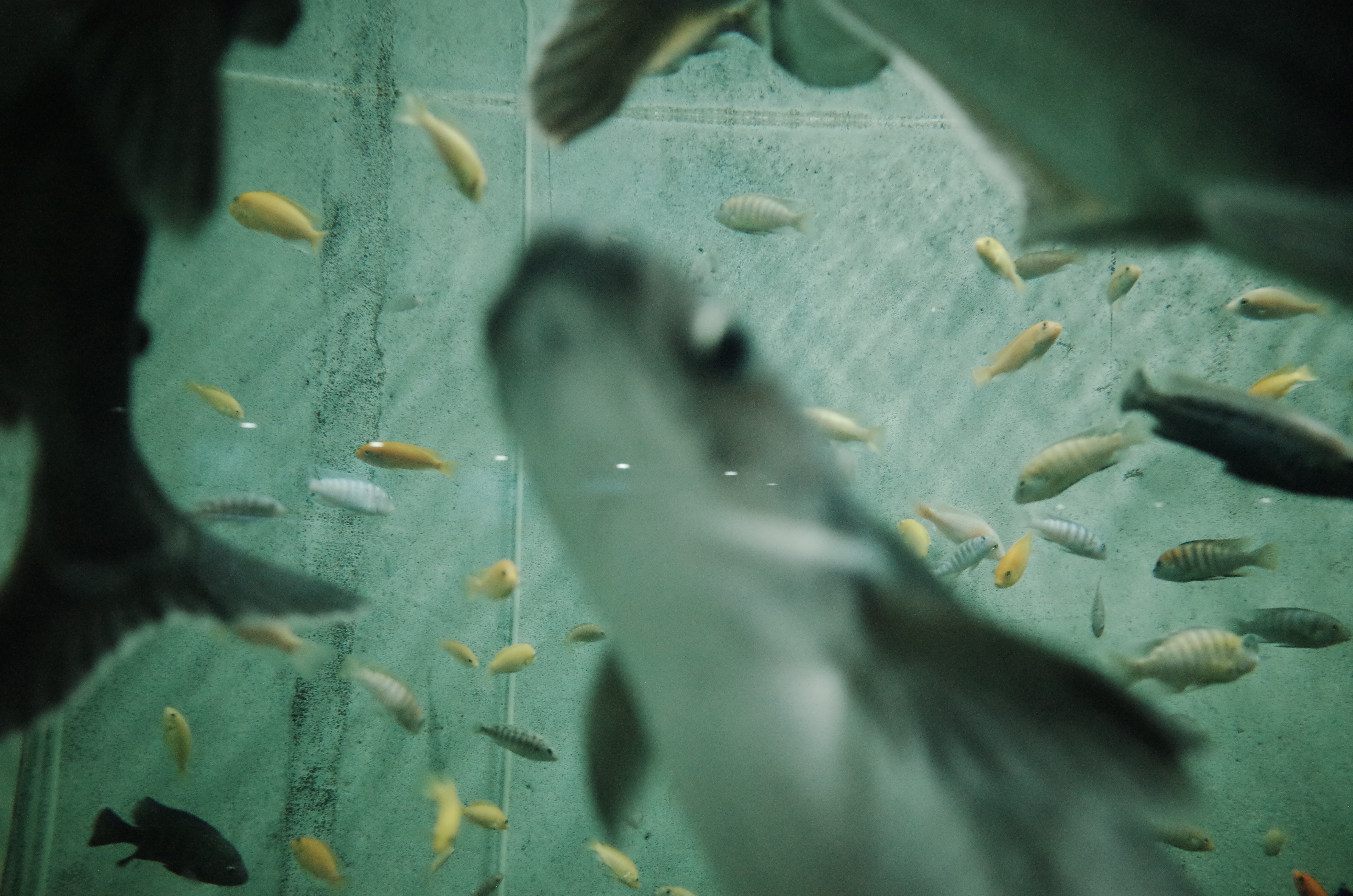 题图：Fish in the pool