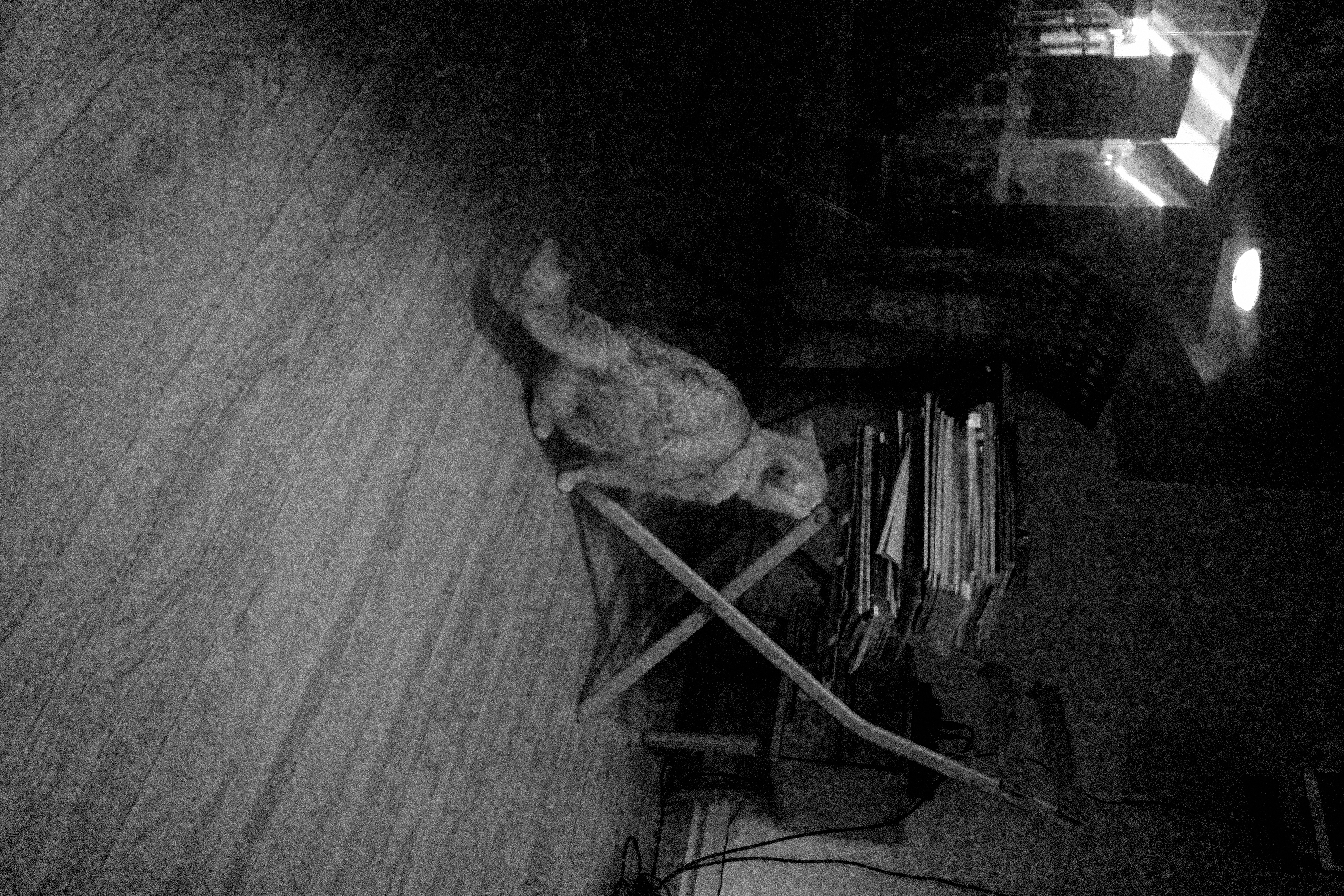 商店关闭后被独自留下的猫